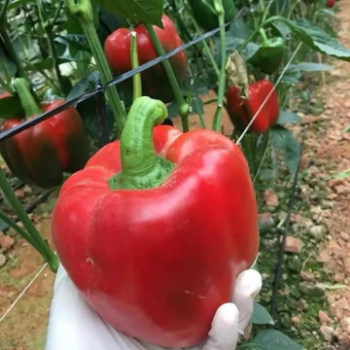 Fresh Red Chili Pepper for Export - Vietnam's Top Supplier