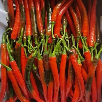 Fresh Red Chili Pepper for Export - Vietnam's Top Supplier Best price