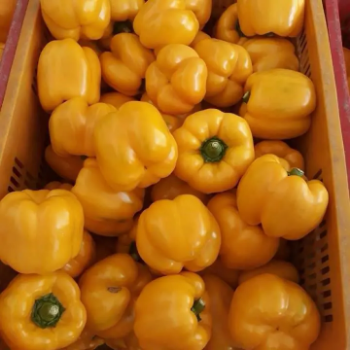 High Quality Blended Fresh Chili Competitive Price Wholesale Export