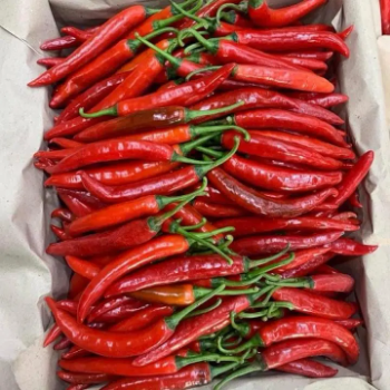 High-Quality Fresh Chili for Export - Premium Grade, Direct from Vietnam Free Tax