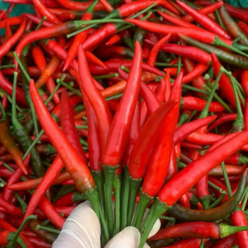 High Quality Fresh Red Chili Peppers Direct Export from Vietnam Single Spices & Herbs