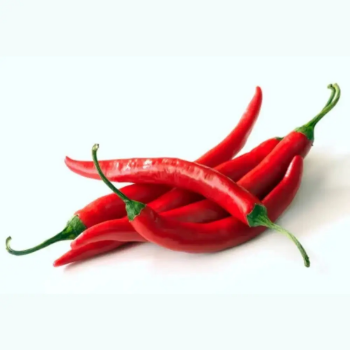 High Quality Vietnam Red Spicy Fresh Chili in Dried Style Herb Part Best Price from Manufacturer