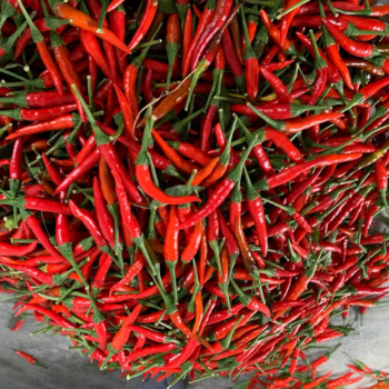 High Quality Vietnam Red Spicy Fresh Chili Raw Processing Manufacturer Direct Cheap Price