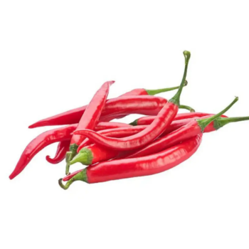 In stock 2024 Suppliers Hot Fresh Chili from Vietnam Red Spicy Fresh Chili High Quality Red Chili at Wholesale Price