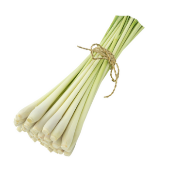 NATURAL FRESH LEMONGRASS FROM VIETNAM WHOLESALE PRICE AT FARM