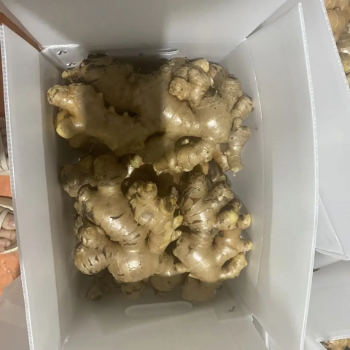 Organic A+ Quality Fresh Ginger Best Price No Preservatives Custom Packing Ready to Ship/Free Tax