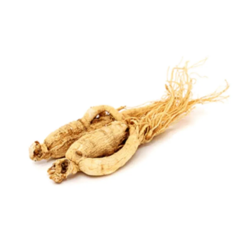 Reasonable Price Natural Organic Wild Ginseng Root Dried Extract Whole Ginseng Root Plant From Vietnam Manufacturer High Quality