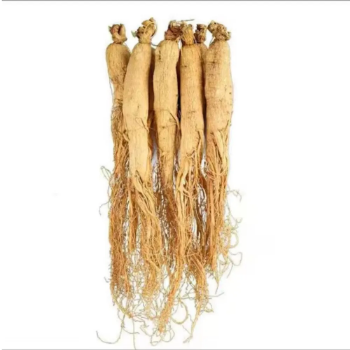 Competitive Price Natural Organic Wild Ginseng Root Dried Whole Ginseng Root Plant From Vietnam Manufacturer High Quality