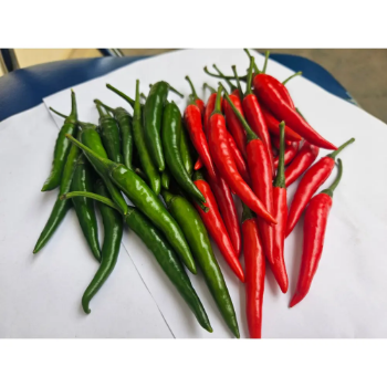 Top Vietnam Manufacturer Fresh Red Chili Best Price Wholesale for Food Use Raw Processing Spicy Taste