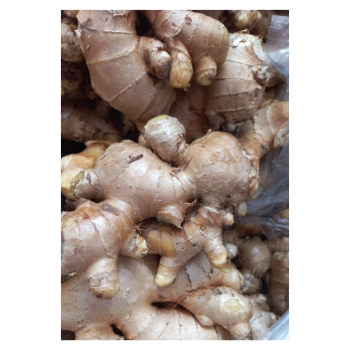 Vegetable Supply Fast Delivery  Cooking Fresh Ginger Follow the Customer's Requirement Made in Vietnam Manufacturer 1