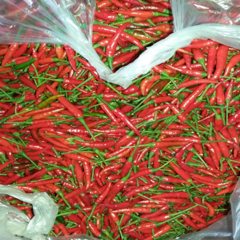 Vegetables And Fruits Frozen Chilli High Quality  New Crop Follow the Customer's Requirement Made in Vietnam Manufacturer 2