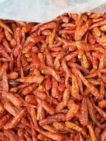 Viet Nam Dried Red Pepper Cheap Price Type 10-13% Max. Moisture All year round 2