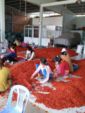 Viet Nam Dried Red Pepper Spicy AD Drying Process Common Cultivation Type 10-13% Max. Moisture All year round 5