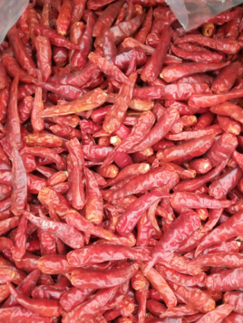 Viet Nam Dried Red Pepper Spicy AD Drying Process Common Cultivation Type 10-13% Max. Moisture All year round 3