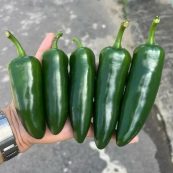 Vietnam Fresh Chili for Export - Premium Quality, Direct from Farm