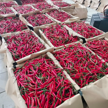 Vietnam Fresh Chili for Export - Premium Quality, Direct from Farm Free Tax