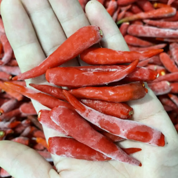 VIOT bulk freezing iqf frozen red chilli pepper hot pepper frozen chilli made in Vietnam