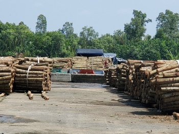 Wholesale Acacia Wood Pellets Best Material for Bulk Paper Production Shipped Directly from Vietnam Manufacturer 4