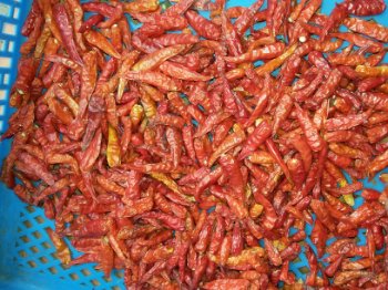 Wholesale Dried Chilli Fruits And Vegetable Good price Follow the Customer's Request Made in Vietnam Manufacturer 6