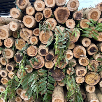 Wholesale Other Timber Factory Price Natural Color Solid Wood Customization Packed In Container Vietnamese Manufacturer 3