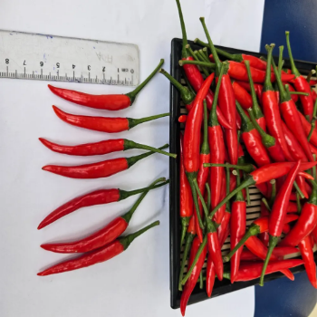 Wholesale Vietnam Fresh Red Chili Best Price High Quality for Food Use Raw Processing Spicy Taste