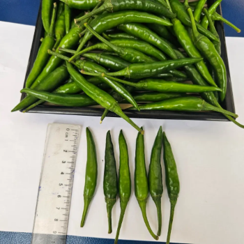 Wholesales Bulk Shipment From The Vietnam Factory Fresh Hot Green Chili Pepper