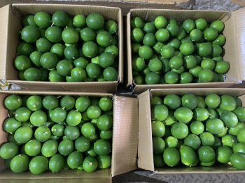 Year Round Lime seedless Viet Nam Fresh Lemon bulk Cheap price OEM/ODM custom package 4