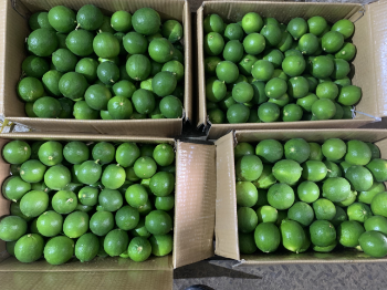 Year Round Lime seedless Viet Nam Fresh Lemon bulk Cheap price OEM/ODM custom package 3