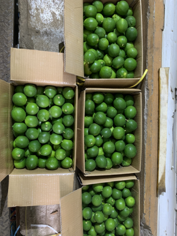 Year Round Lime seedless Viet Nam Fresh Lemon bulk Cheap price OEM/ODM custom package 5