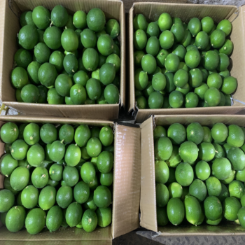 Year Round Lime seedless Viet Nam Fresh Lemon bulk Cheap price OEM/ODM custom package 2