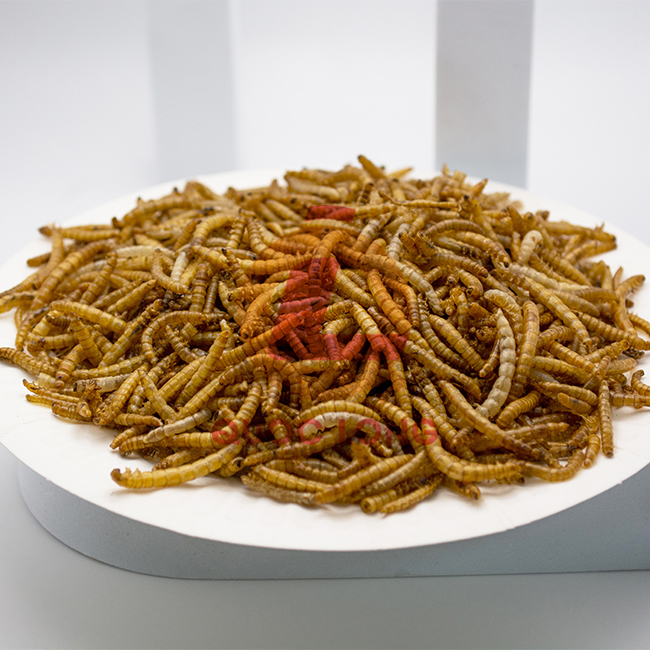 Mealworms Dried Fast Delivery Export Animal Feed High Protein Customized Packaging Vietnam Manufacturer