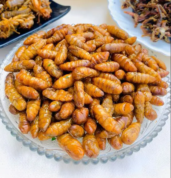 Factory Price Frozen Silkworm Pupae Wholesale 100% Organic Top Grade High Quality Food From Vietnam Manufacturer Fast Delivery 3