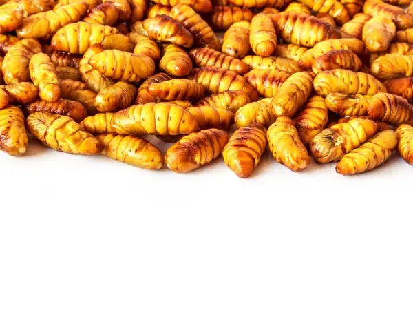 Factory Price Frozen Silkworm Pupae Wholesale 100% Organic Top Grade High Quality Food From Vietnam Manufacturer Fast Delivery 5