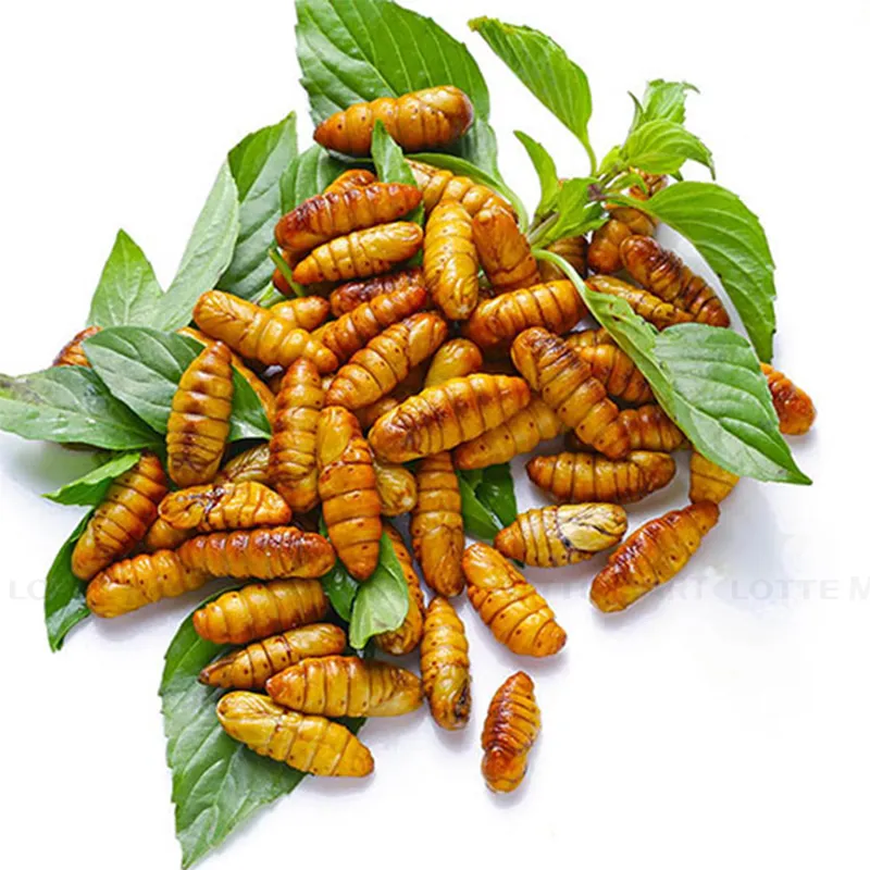 Good Price Frozen Silkworm Pupae For Wholesale 100% Organic Top Grade High Quality Food From Vietnam Manufacturer 5