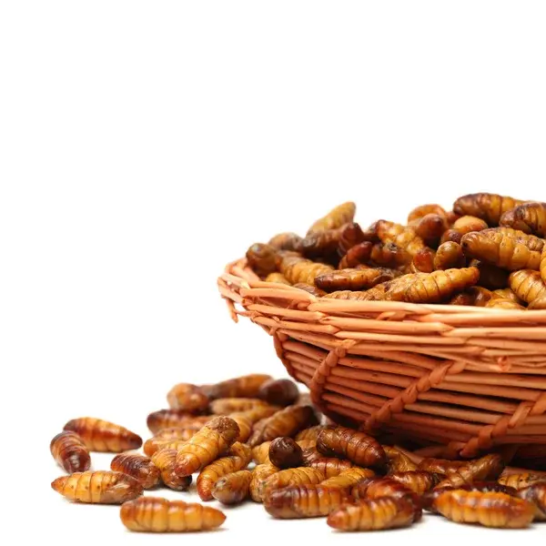 Good Price Frozen Silkworm Pupae For Wholesale 100% Organic Top Grade High Quality Food From Vietnam Manufacturer 2