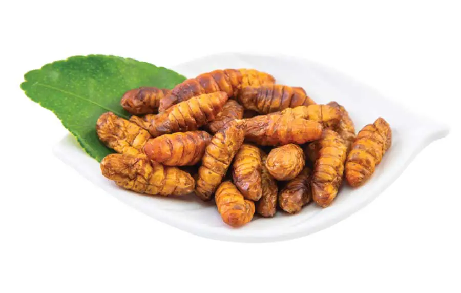 Good Price Frozen Silkworm Pupae For Wholesale 100% Organic Top Grade High Quality Food From Vietnam Manufacturer 4