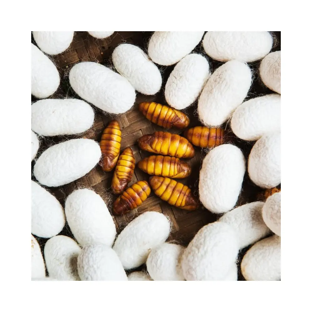 Premium Quality 100% Organic Frozen Mulberry Silkworm Pupae Top Grade Reasonable Price Direct From Vietnam Manufacturer