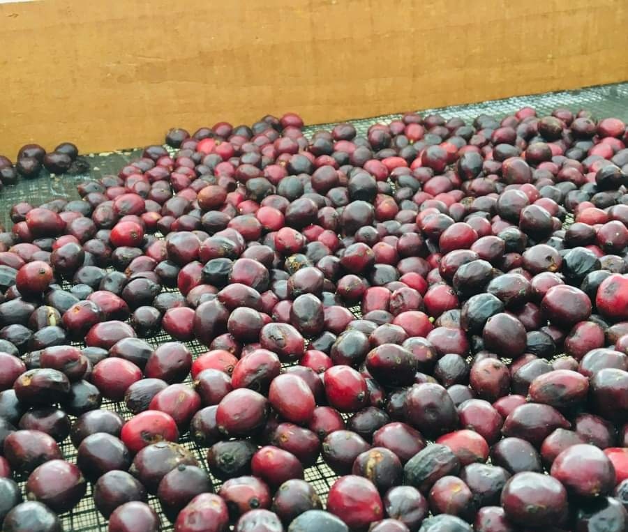 Green Bean Coffee 60Kg COMMON Cultivation Top Grade Size 18 Robusta Honey Beans Manufacturing Premium Grade From Vietnam Manufacturer 1