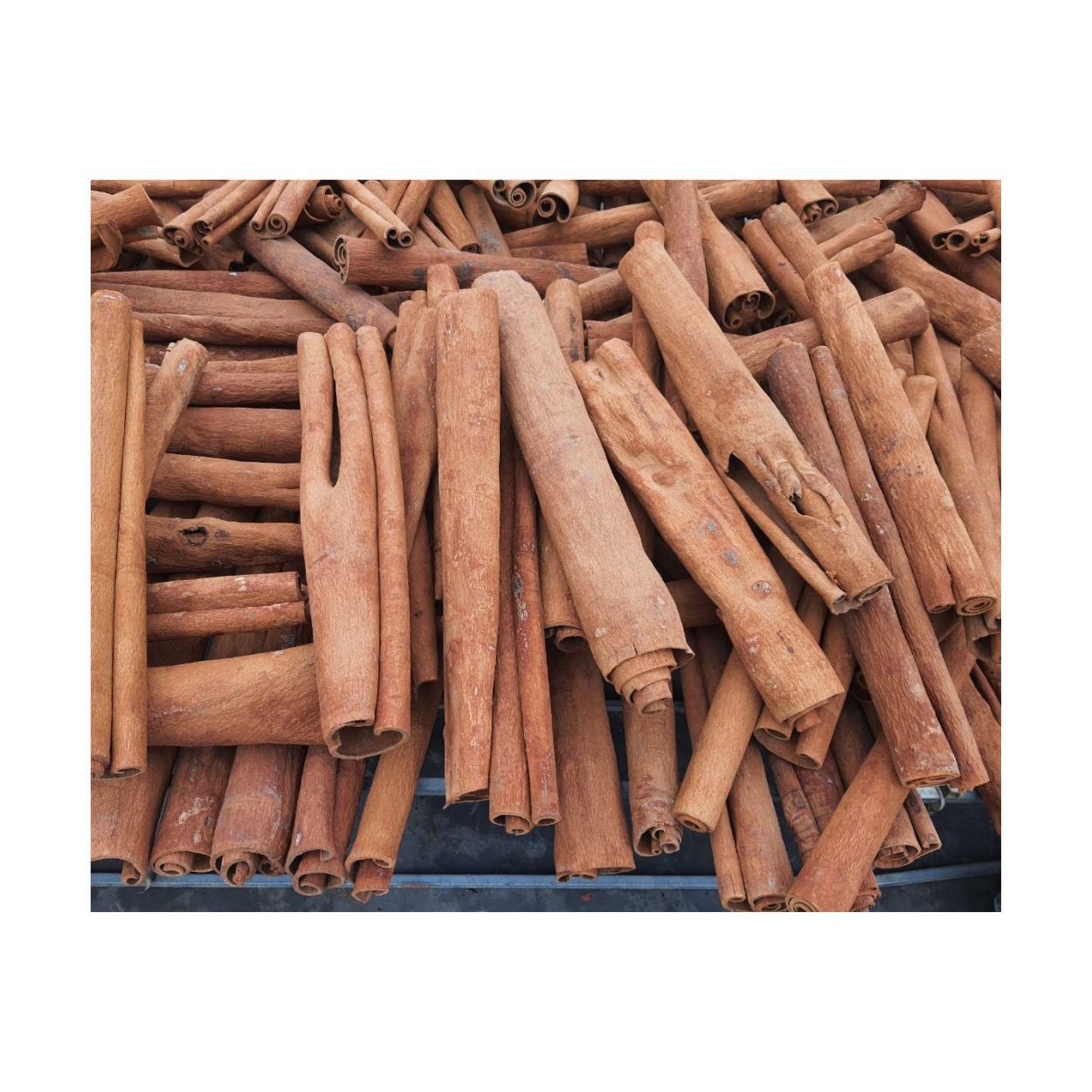 Best Price Grade Finger Cassia Split Roll Herbs International Standard Seed Pod Natural Organic From Vietnam Manufacturer 3