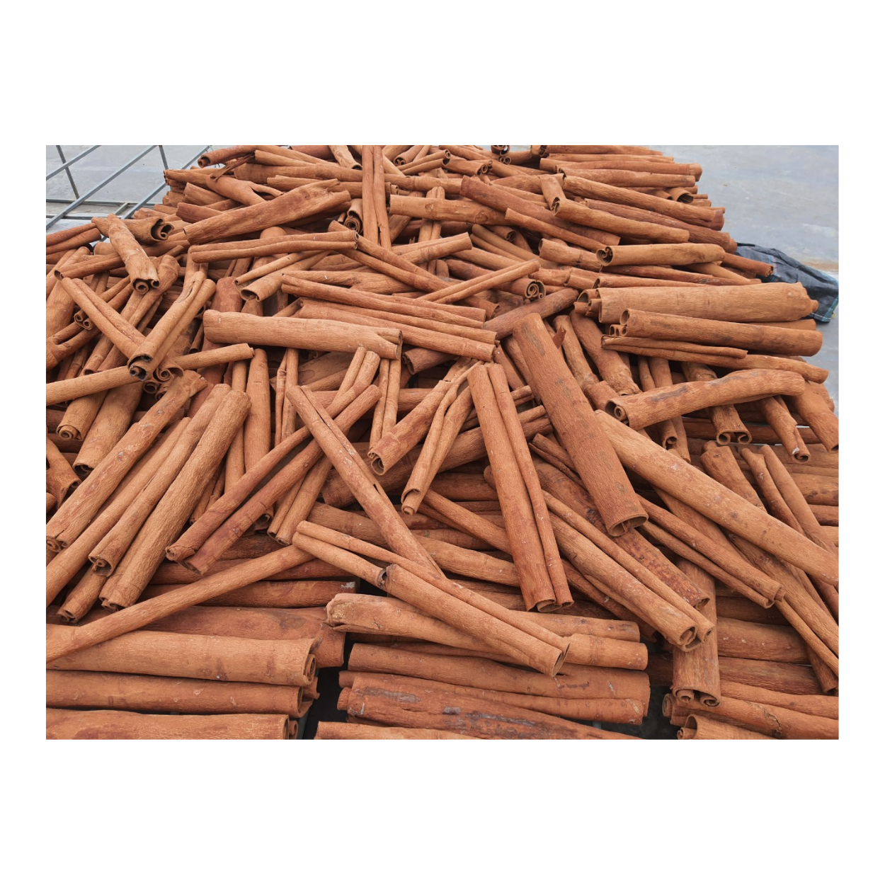 Best Price Grade Finger Cassia Split Roll Herbs International Standard Seed Pod Natural Organic From Vietnam Manufacturer 7