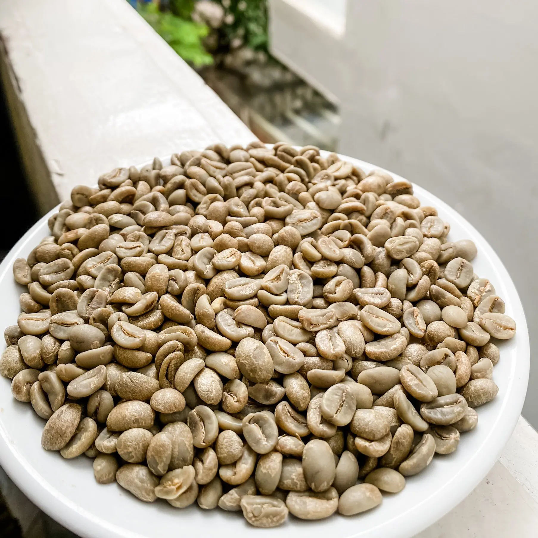 Arabica Green Coffee Beans Specialty Vietnamese Arabica Catimor Green Coffee Beans Dry Processing Single Origin Cau Dat Farm 3