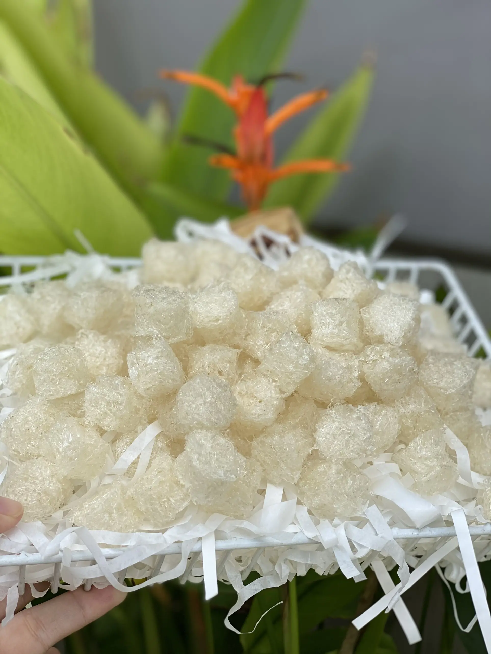 High Quality Baby Refined Bird's Nest Milky White Many nutrients help sleep 100Gr Each Box Energy Drink From Vietnam 7
