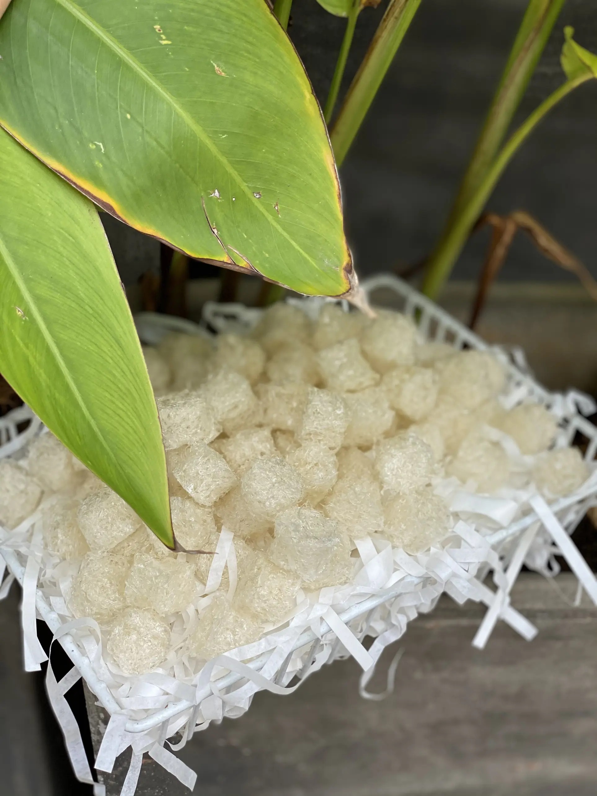High Quality Baby Refined Bird's Nest Milky White Many nutrients help sleep 100Gr Each Box Energy Drink From Vietnam 4