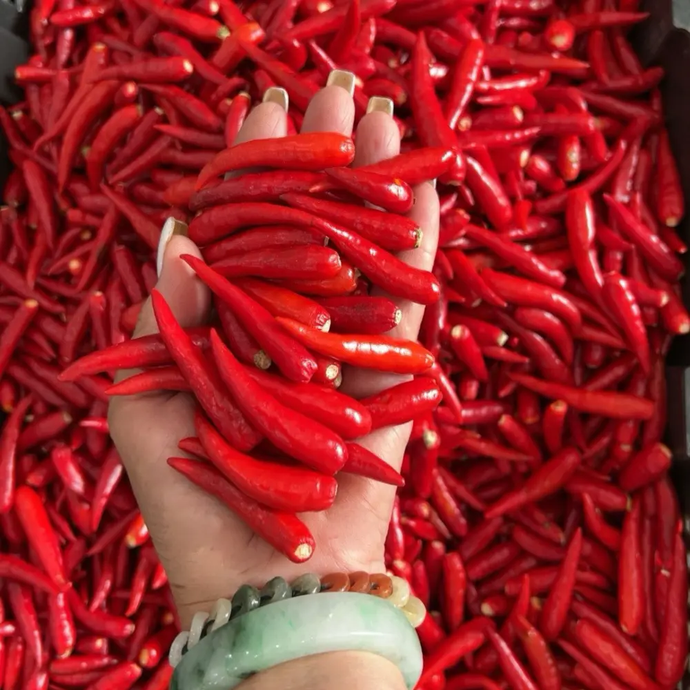 Cheap Price Vietnam Manufacturer Frozen Hot Red Chili Peppers Single Spice Herb in Stock 3