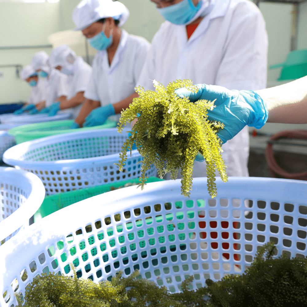 Organic Dried Salted Sea Grapes Dehydrated seaweed Organic Zipper 100 Grams From Viet Nam GCAP VN Manufacturer 1