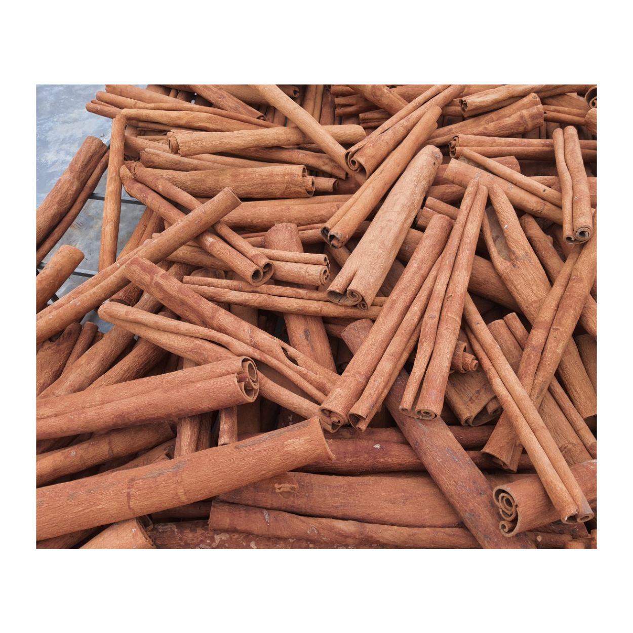 Best Price Grade Finger Cassia Split Roll Herbs International Standard Seed Pod Natural Organic From Vietnam Manufacturer 6