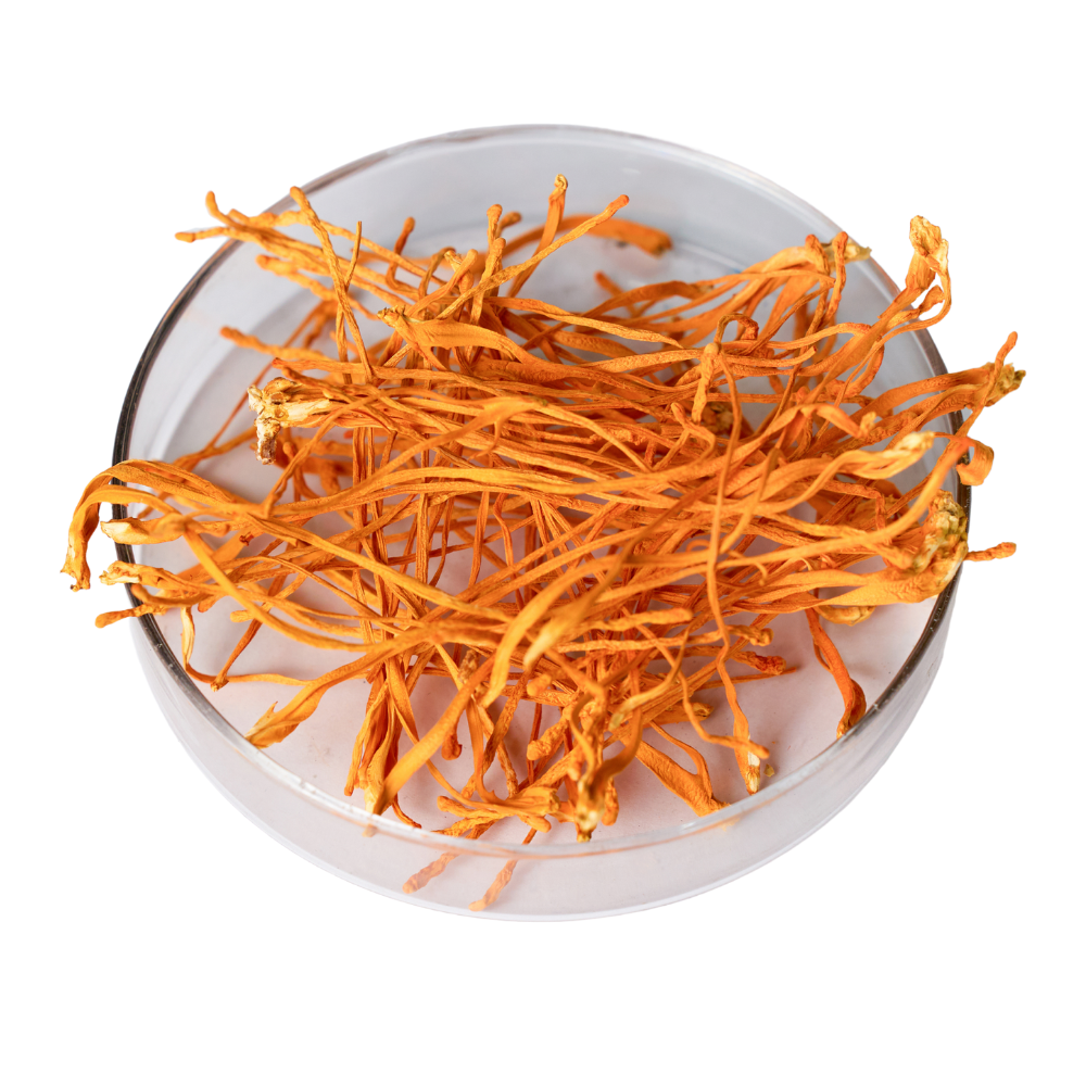 Dried Cordyceps Tonic Boosts Health Immunity And Endurance For The Elderly Wholesale Manufacturer From Vietnam 2