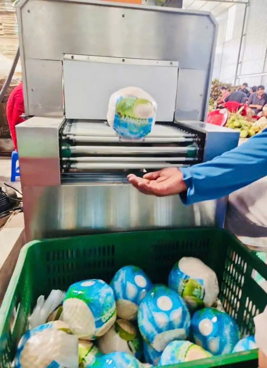 FRESH COCONUT EASY TO OPEN COCONUT HIGH QUALITY COCONUT FROM VIETNAM FRESH FLAVOR 2