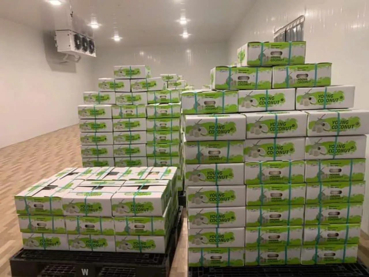 FRESH COCONUT EASY TO OPEN COCONUT HIGH QUALITY COCONUT FROM VIETNAM FRESH FLAVOR 4