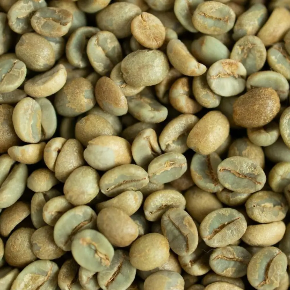 Top Choice Bulk Green Coffee Beans Organic Arabica Coffee Beans Wholesale Green Coffee OEM ODM Fast Delivery Made in Vietnam 3